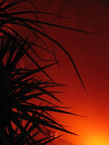 photos