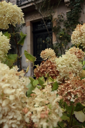 exploration psychogéographique,être perdu,hébétude,larmes,hortensias