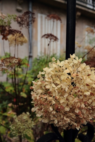 exploration psychogéographique,être perdu,hébétude,larmes,hortensias